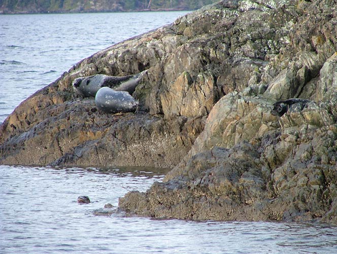 seals on Miller Islet, Jervis Inlet