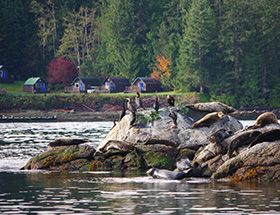 Cormorants on an island during a Highlights Boat Tour